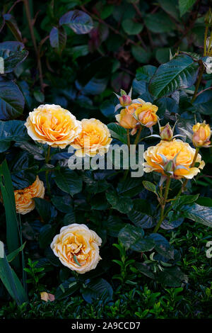 Rosa Lady von Shalott, rose Lady von Shalott, Strauch, Rose, Rosen, Orange, Blume, Blumen, Blüte, RM Floral Stockfoto