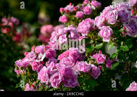 Rosa Gertrude Jekyll, rose Gertrude Jekyll, Strauch, Rose, Rosen, Rosa, Blume, Blumen, Blüte, RM Floral Stockfoto