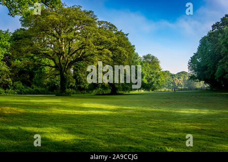Am frühen Morgen Offene Park-Land-Szene, mit blauem Himmel umgeben von großen majestätischen Bäumen mit üppigem grünen Gras und Läufer im Hintergrund. Stockfoto