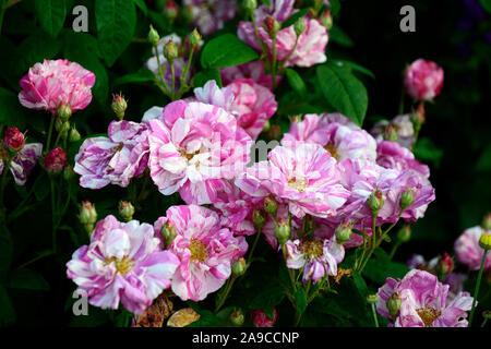 Rosa Ferdinand Pichard, rose Ferdinand Pichard, alte Rose, Rosen, Fuchsia magenta und weiss gestreifte, Blume, Blumen, Blüte, RM Floral Stockfoto