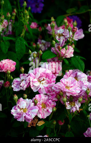 Rosa Ferdinand Pichard, rose Ferdinand Pichard, alte Rose, Rosen, Fuchsia magenta und weiss gestreifte, Blume, Blumen, Blüte, RM Floral Stockfoto