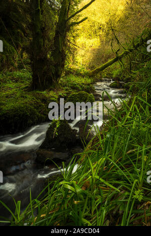 Bergbach umgeben von üppigem grünem Unterholz, mit umgestürztem Baum und moosbedeckten Felsen im Sommer Stockfoto