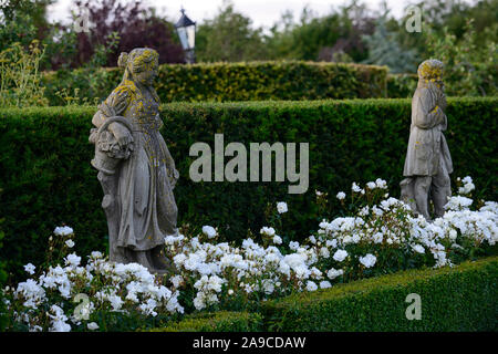 Rosa Eisberg, Rose Eisbergs, floribunda Rose, Rosen, weissen, Garten, Hecke, Hedging, vier Jahreszeiten Statuen, winter Herbst Statue, Blume, Blumen, Blüte, g Stockfoto