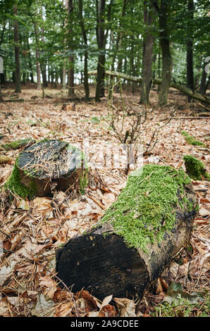 Cut Stümpfe bedeckt mit Moos in einem herbstlichen Wald. Stockfoto