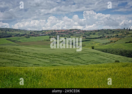 Grünes Weizenfeld und Zypressen in der Nähe von San Quirico d'Orcia. Toskana Landschaft im Frühjahr in der Nähe des Dorfes San Quirico d'Orcia, Toskana, Italien Stockfoto