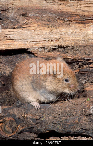 JERSEY BANK VOLE (Clethrionomys glareolus cäsarius). Stockfoto