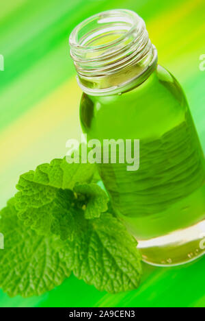 Melisse Melisse Öl und frische Blätter Stockfoto