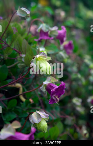 Cobaea scandens AGM Tasse und Untertasse Anlage Stockfoto