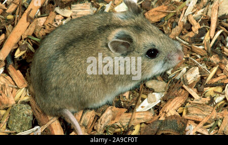 CHINESE HAMSTER Cricetulus griseus barabensis Stockfoto