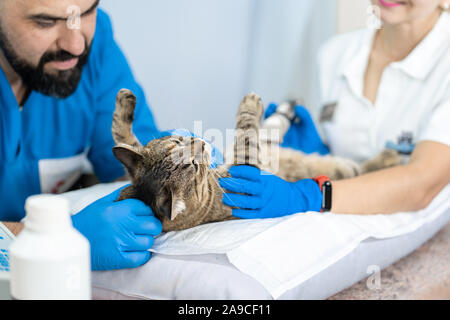 Professionelle ärzte Tierärzte durchzuführen Ultraschalluntersuchung der inneren Organe der eine Katze in einer Tierklinik. Stockfoto