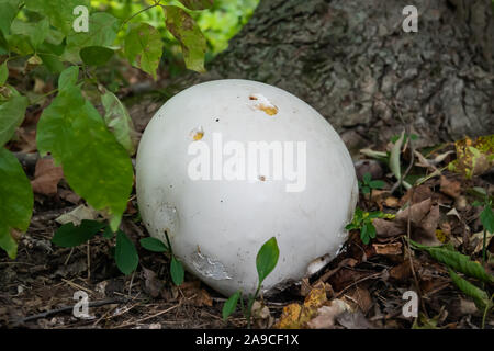 Puffball Pilzzucht im Herbst Stockfoto