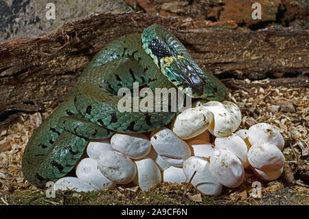 Ringelnatter (Natrix natrix). Frauen mit einer Kupplung der Eier in einem Verrottenden, Zerlegen, Holzstapel neben Arbeiten Holzplatz gelegt. Norfolk. Juli. Stockfoto