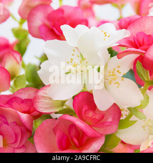 Gemischte Blumen close up mit begoniaBottlebrush Anlage Callistemon ' Stockfoto