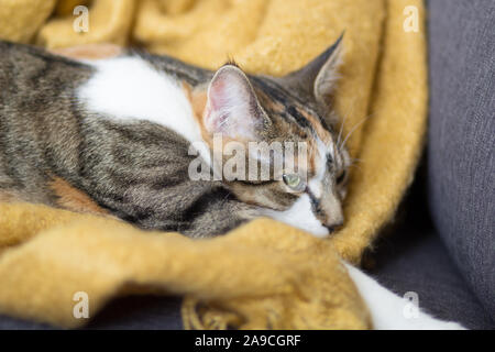 Calico Cat entspannen auf einer grauen Couch, auf einem gelben Werfen Stockfoto