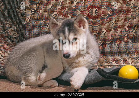 SIBERIAN HUSKY 8 Wochen alten Welpen (Canis Lupus Familiaris) ruht auf Slipper mit Ball spielen Stockfoto