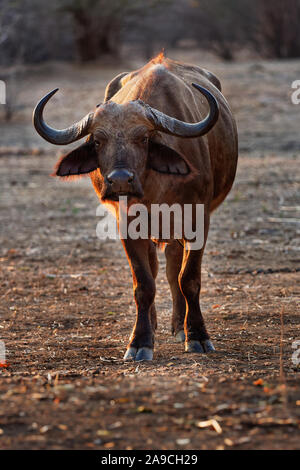 Afrikanische Büffel - Syncerus Caffer oder Büffel ist ein großer Sahara Rindern. Portrait im Busch in Simbabwe mit Red-billed Oxpecker (Bu Stockfoto