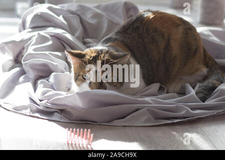 Calico Cat spielt mit ihrem Lieblingsspielzeug, ein kleines rosa Feder. Katze ist bereit zu stürzen Stockfoto