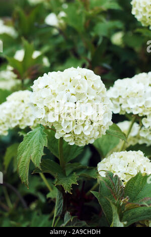 Gefüllte Schneeball - Rose blüht im Garten Stockfoto