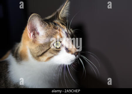 Profil einer Glückskatze, weiße Schnurrhaare im Fokus Stockfoto