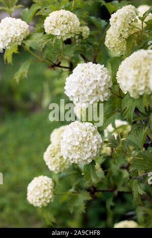 Gefüllte Schneeball - Rose blüht im Garten Stockfoto