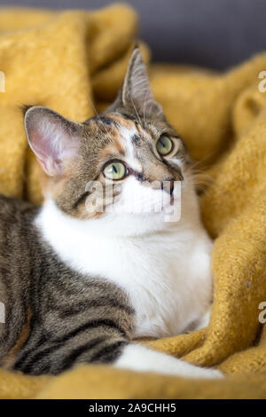 Calico Cat entspannen auf einer grauen Couch, auf einem gelben Werfen Stockfoto