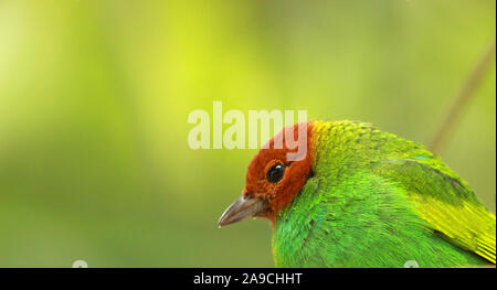 Lebendige Farben der Bucht tanager Vogel in dem trüben Wald Henri Pittier Nationalpark, Venezuela Stockfoto