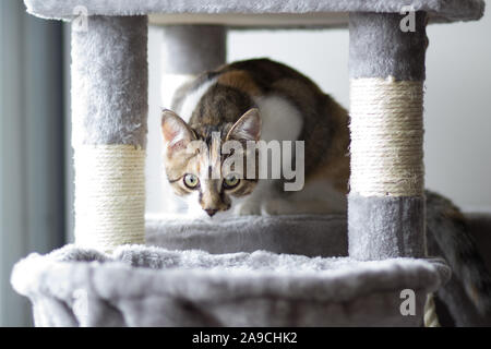 Kitty bereit zu spielen, schauen in die Kamera Stockfoto