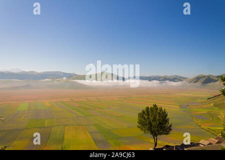 Berautiful Ansicht eines isolierten Baum über die castelluccio Di Norcia (Umbrien, Italien) Pian Grande Stockfoto