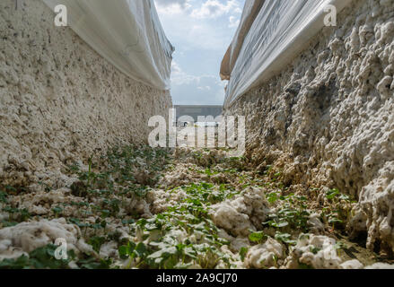 Regen - getränkte Module nicht entkörnter Baumwolle sitzen im Hof bei den Vereinten landwirtschaftliche Genossenschaft nach dem Hurrikan Harvey in Danevang, Texas. Stockfoto