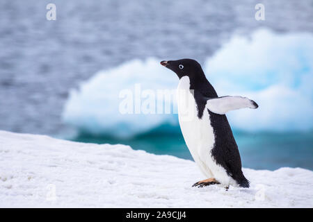 Lustige Adelie Pinguin läuft oder Watschelte auf Eisberg mit Aufregung in der Antarktis, gefrorene Landschaft mit Schnee und Eis, Antarktis, Wildlife Stockfoto