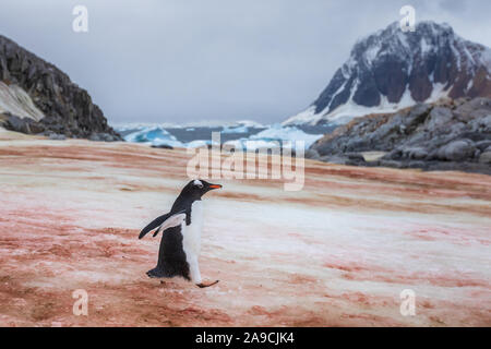 Gentoo Pinguin gehen auf Eis zum Meer in der Antarktis, orange Flecken aufgrund der vogelkolonie Fütterung auf Krill, Antarktische Halbinsel Stockfoto