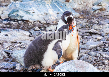 Nach Gentoo Pinguin Fütterung der Küken mit Krill in der Antarktischen Halbinsel, Antarktis Stockfoto