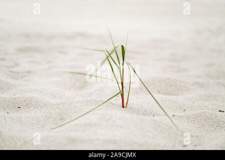 Zarte Strand Gras auf der Ostsee Strand, vom Wind bewegt wird, wird die einzelne kleine Büschel Gras zeigt leichte Spuren von Bewegung - Standort: Deutschland, Stockfoto