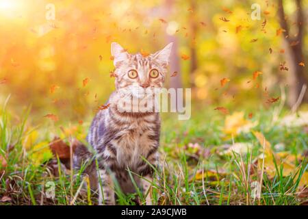 Hauskatze für einen Spaziergang im Herbst Park. Home pet. Katze und im Herbst. Bengalkatze kitten. Dunkle Katze mit Streifen. Stockfoto