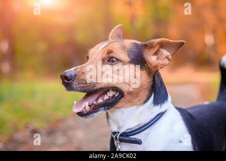 Hund Jack Russell Terrier für einen Spaziergang im Park. Home pet. Hund Fuß in den Park. Herbst Park. Helle Fellfarbe Stockfoto
