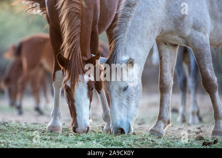 Wilden Pferde der Wüste Südwesten Stockfoto