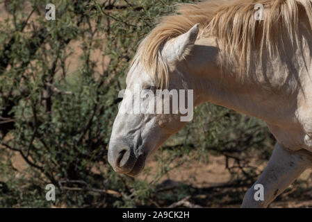 Wilden Pferde der Wüste Südwesten Stockfoto