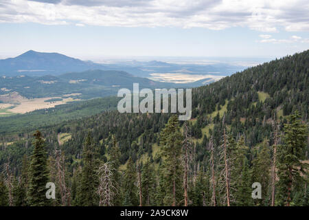 Schöne Aspen Tree Natur Stockfoto