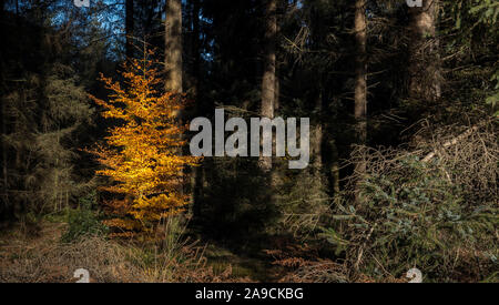 Autumnally helle Buche in den dunklen Wald Stockfoto