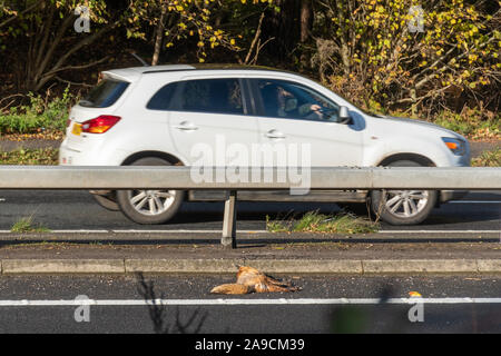 Tot Fuchs (Vulpes vulpes) an einer viel befahrenen Schnellstraße getötet, mit einem fahrenden Auto vorbei, auf der anderen Seite der Straße, Großbritannien Stockfoto