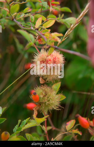 Diplolepis rosae ist ein hymenopteran gall Wasp, wodurch eine Abschürfung, bekannt als die Rose bedeguar Gall, Robin Nadelkissen, oder Moos gall Stockfoto