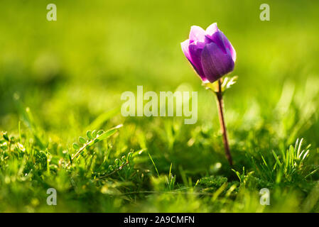 Nahaufnahme von einem einzigen Violett gefärbt Tulpe Blume. Im Frühling Saison. Stockfoto