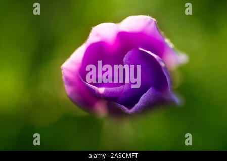 Nahaufnahme von einem einzigen Violett gefärbt Tulpe Blume. Im Frühling Saison. Stockfoto