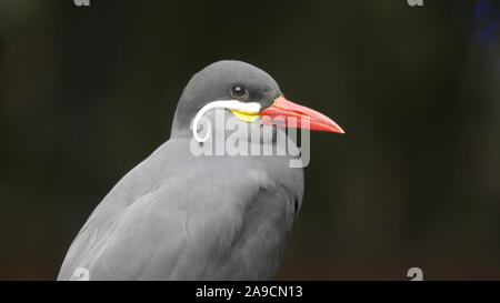 JACKSONVILLE, GA, USA- OCT, 23, 2017: Nahaufnahme einer inka-Seeschwalbe - nur redaktionell Stockfoto
