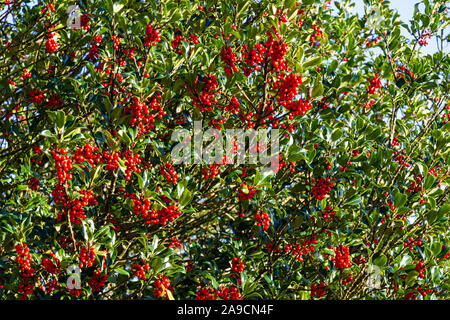 Holly Tree Ilex aquifolium voller Stechpalme Beeren für Weihnachten Dekoration verwendet werden Stockfoto