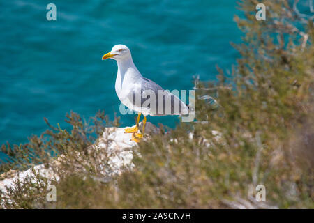 Ein Gul thront auf der Placa del Castell Aussichtsplattform in Benidorm, Spanien. Stockfoto