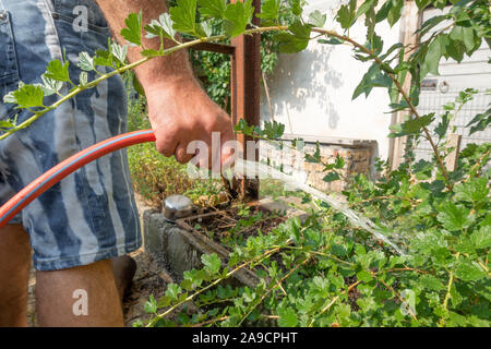 Ein Bild von einem Mann, den Garten zu bewässern Pflanzen Stockfoto