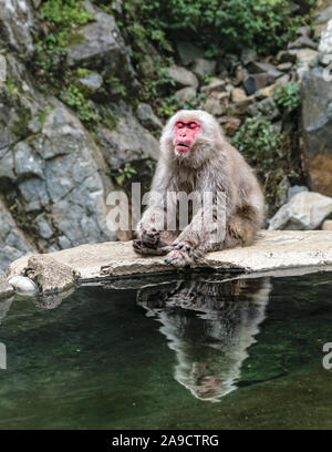 Männliche japanischen Makaken chillen nach einem Kampf in Jigokudani Monkey Park, Nagano, Japan Stockfoto