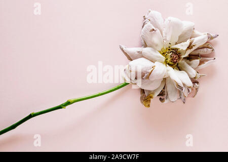 Rosa getrocknete Rose mit langem Stiel auf rosa Hintergrund, Makro Objektiv Stockfoto