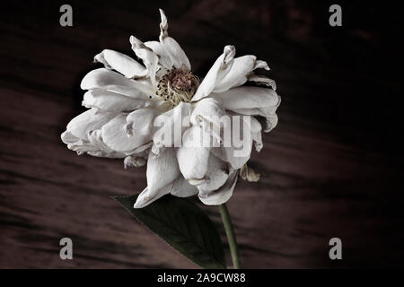 Schöne weiße Rose fast wiltered auf dunklem Hintergrund, Entsättigung der Farben Stockfoto